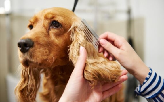 Qué Debes Buscar en una Estética Canina