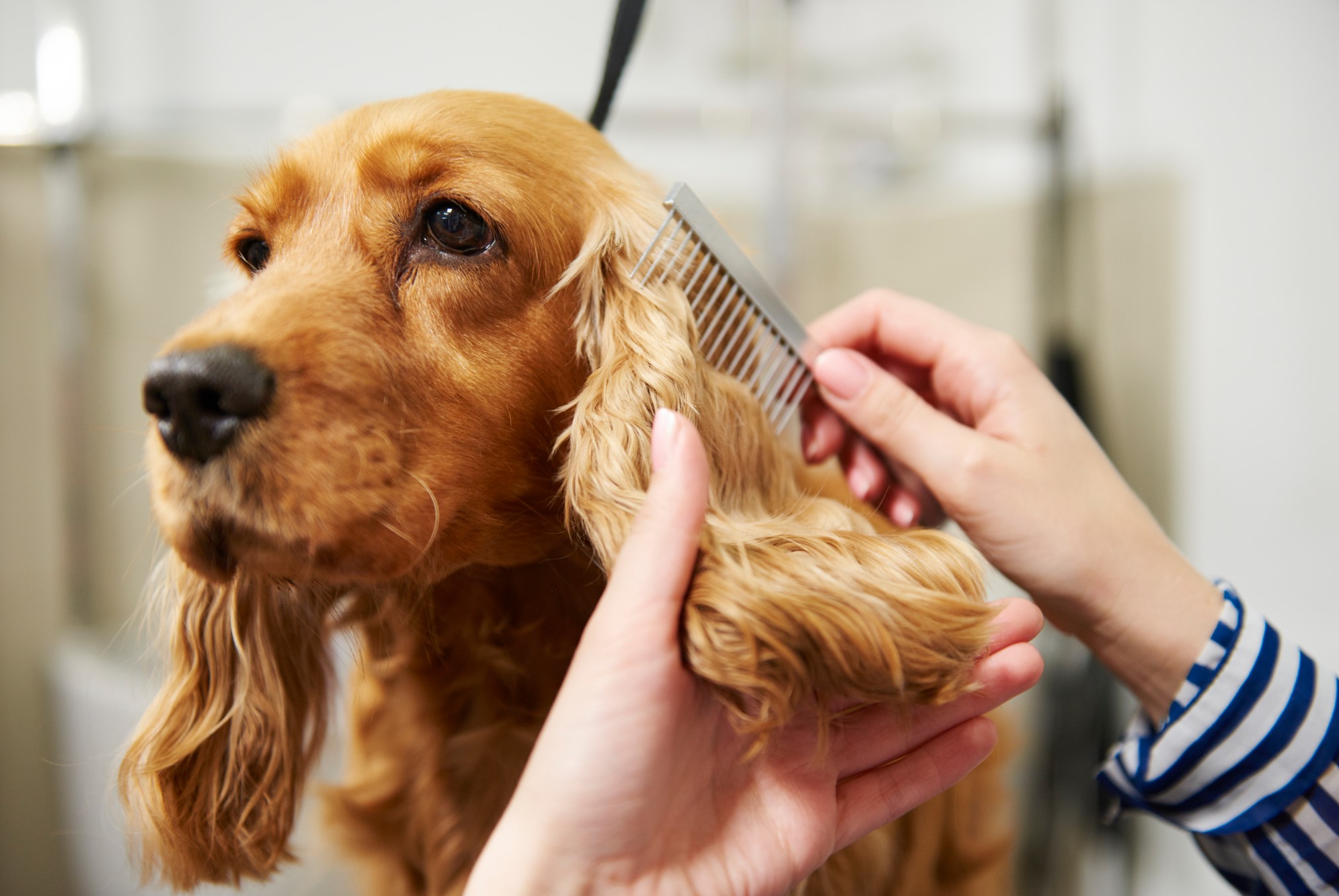 Qué Debes Buscar en una Estética Canina